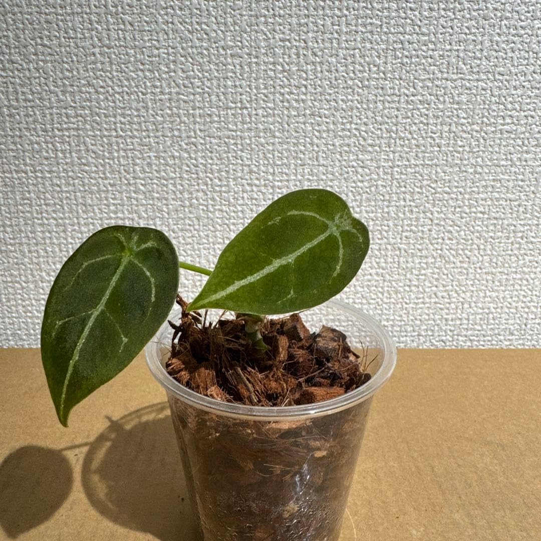 Amazon.co.jp: アンスリウム フォルゲッティ 子株 抜き苗 : DIY・工具